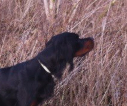 Walther