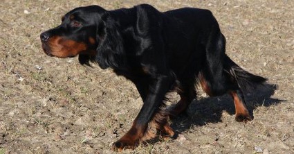 Aldo