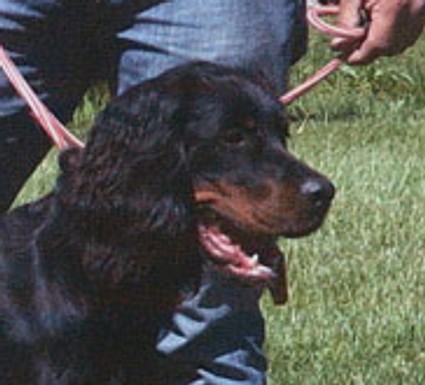 Noora