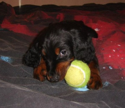 Rocky