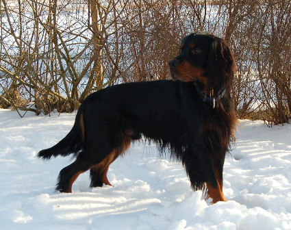 Floyd