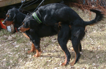 Bolt ja Fauna