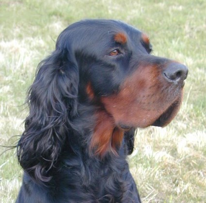 Robin's Kjell
