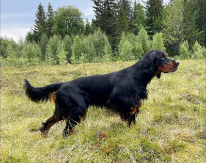 NO SE MVA Svartvatnets Tru