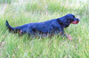 Tarock's Lycos