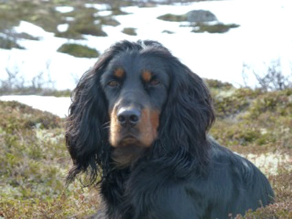 Trixie