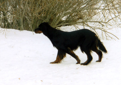 Fasaaniseisonta