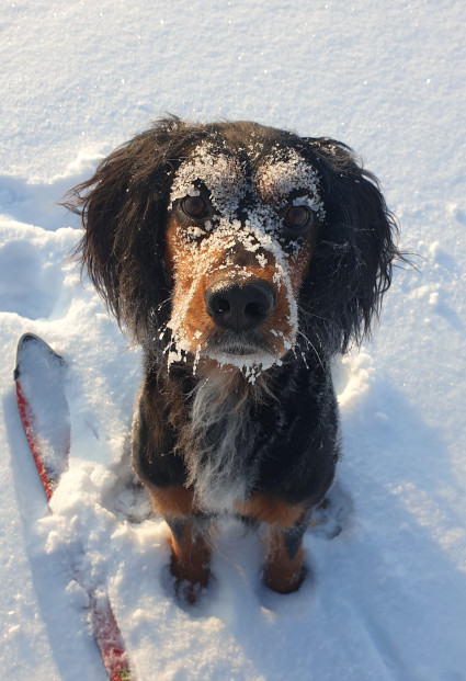 Isla