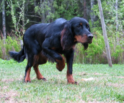 Nen� 8 kk