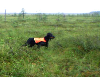 Riekoilla