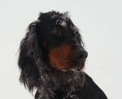 Rihla