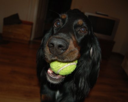 Tatti hakee huomiota