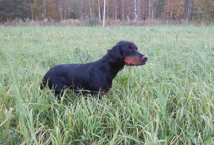 Vattu treenaa