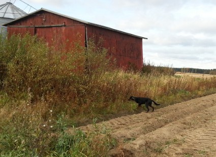 Vattu seisoo fasua