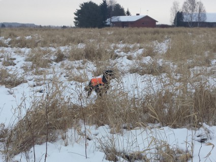 Vattu treenaa