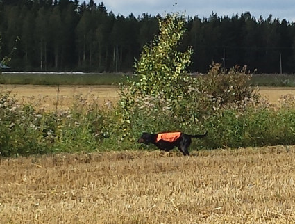 Piikkausta