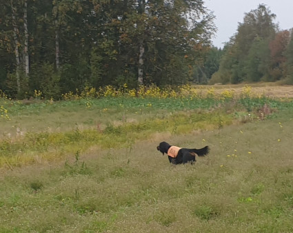Vilu seisoo rusakkoa