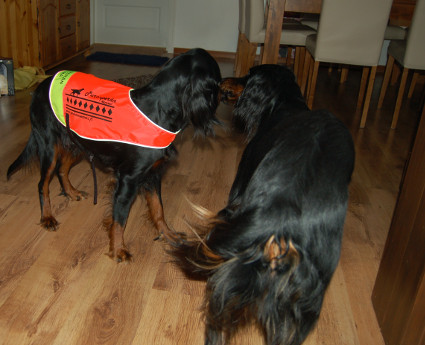 Vattu hyv�stelee