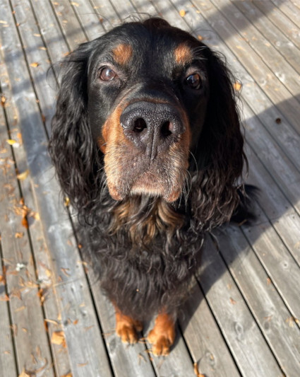 Hönö
