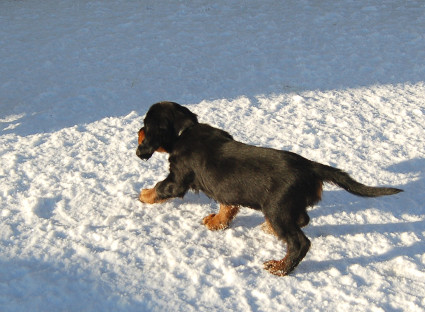 Patrik
