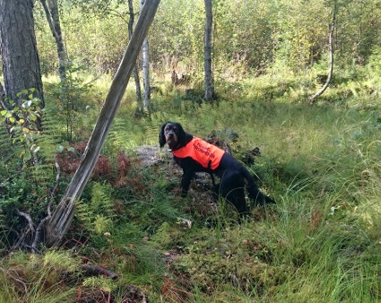 Mets�ll�