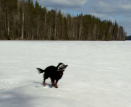 Aarre ja alli