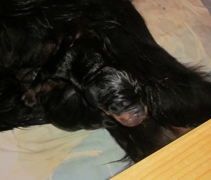 Sielt� tullaan