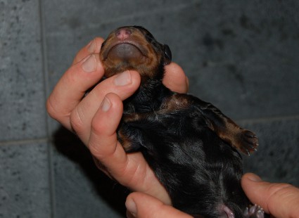 Rinta