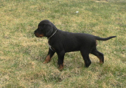 Junior