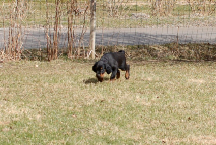 Pentu