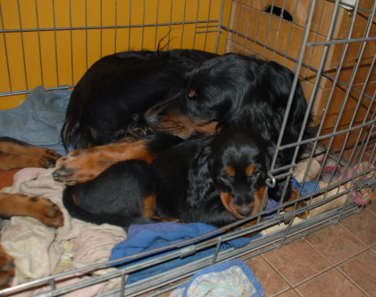 Pentu