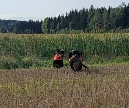 Odi ja Aarre