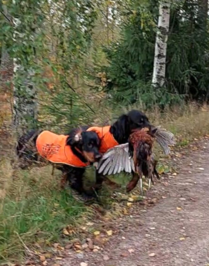 Aarteen ja Odin kimppa nouto