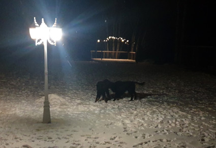Vattu ja Witsi