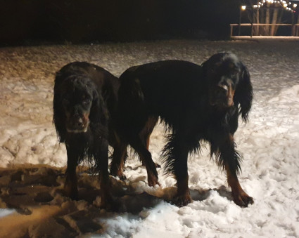 Vattu - Witsi