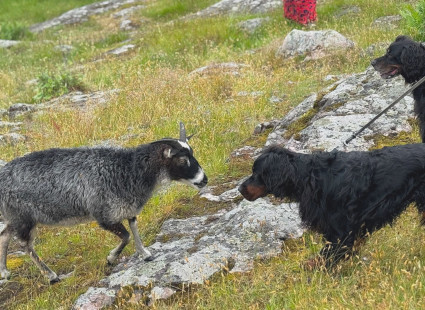 Lammas, Odi ja Aarre