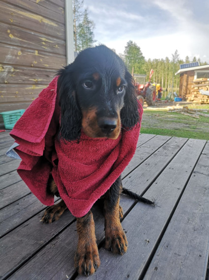 Uuno