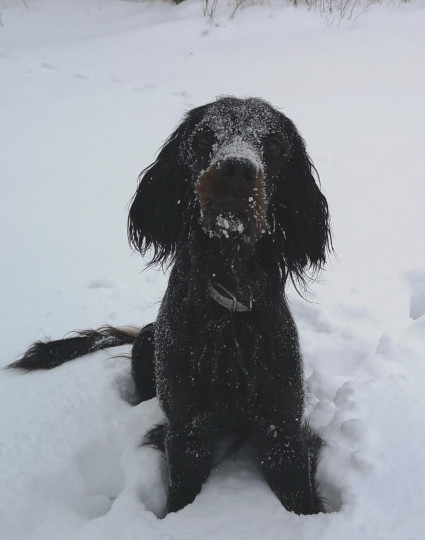 Uuno