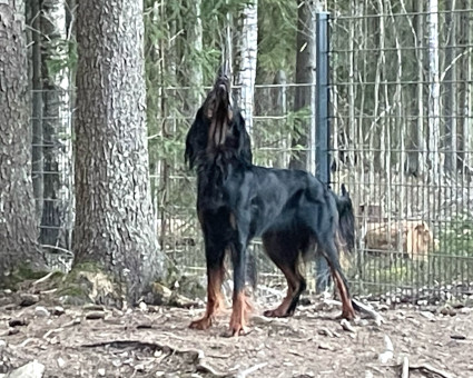 Caesar bongaa