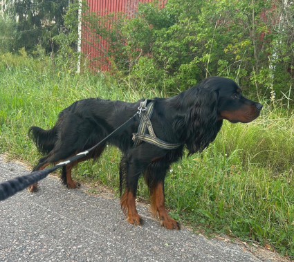 Caesar tuijottaa kissaa