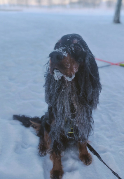 Mauno