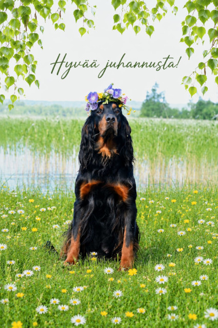 Skáidi
