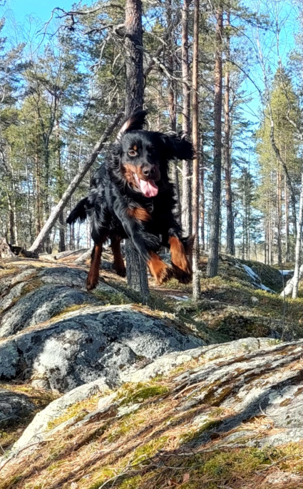 Lentävä setteri Kaapo