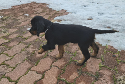 Tassu ylh��ll�