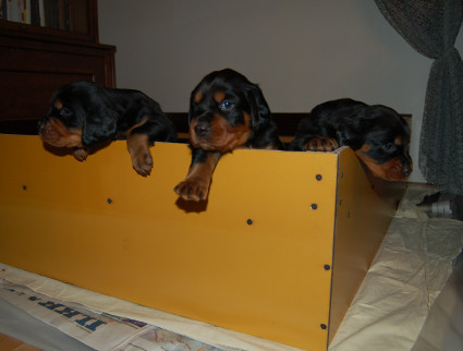 Ulos!