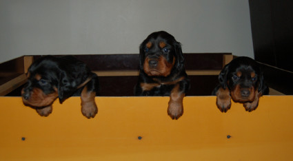 Ulos!