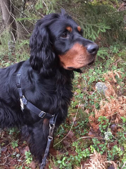 Roki