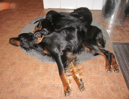 Porukka