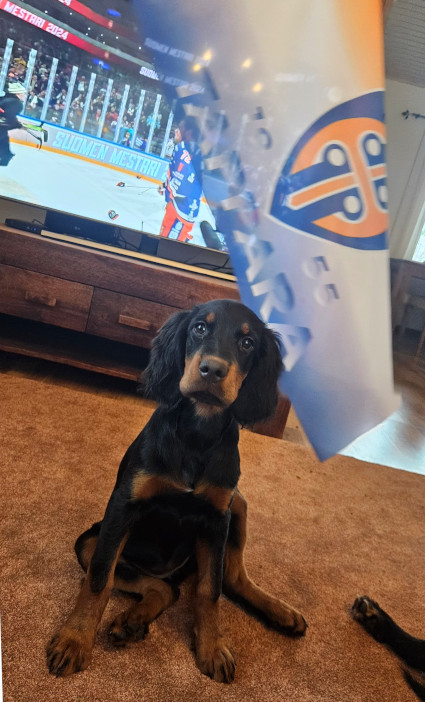 Tappara on mestari!