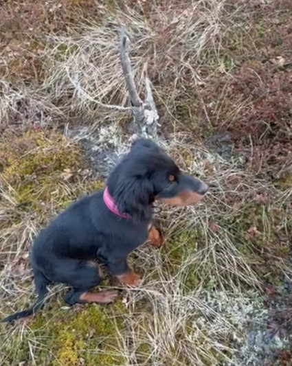 Nala